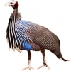 https://www.americanbreeder.com/images/com_adsmanager/categories/3052cat_t.jpg