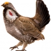 https://www.americanbreeder.com/images/com_adsmanager/categories/3053cat_t.jpg