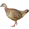https://www.americanbreeder.com/images/com_adsmanager/categories/3057cat_t.jpg