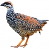 https://www.americanbreeder.com/images/com_adsmanager/categories/3059cat_t.jpg
