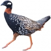 https://www.americanbreeder.com/images/com_adsmanager/categories/3060cat_t.jpg