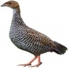 https://www.americanbreeder.com/images/com_adsmanager/categories/3063cat_t.jpg