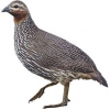 https://www.americanbreeder.com/images/com_adsmanager/categories/3064cat_t.jpg