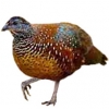 https://www.americanbreeder.com/images/com_adsmanager/categories/3067cat_t.jpg