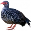 https://www.americanbreeder.com/images/com_adsmanager/categories/3068cat_t.jpg