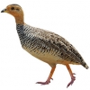 https://www.americanbreeder.com/images/com_adsmanager/categories/3070cat_t.jpg