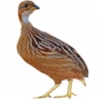 https://www.americanbreeder.com/images/com_adsmanager/categories/3073cat_t.jpg