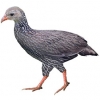 https://www.americanbreeder.com/images/com_adsmanager/categories/3075cat_t.jpg