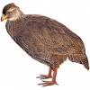 https://www.americanbreeder.com/images/com_adsmanager/categories/3076cat_t.jpg