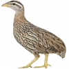 https://www.americanbreeder.com/images/com_adsmanager/categories/3080cat_t.jpg