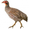 https://www.americanbreeder.com/images/com_adsmanager/categories/3082cat_t.jpg
