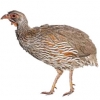 https://www.americanbreeder.com/images/com_adsmanager/categories/3083cat_t.jpg