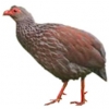 https://www.americanbreeder.com/images/com_adsmanager/categories/3084cat_t.jpg