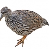 https://www.americanbreeder.com/images/com_adsmanager/categories/3085cat_t.jpg