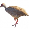 https://www.americanbreeder.com/images/com_adsmanager/categories/3086cat_t.jpg