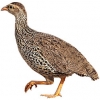 https://www.americanbreeder.com/images/com_adsmanager/categories/3087cat_t.jpg