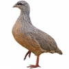 https://www.americanbreeder.com/images/com_adsmanager/categories/3089cat_t.jpg