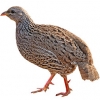 https://www.americanbreeder.com/images/com_adsmanager/categories/3091cat_t.jpg