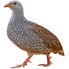https://www.americanbreeder.com/images/com_adsmanager/categories/3092cat_t.jpg