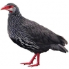 https://www.americanbreeder.com/images/com_adsmanager/categories/3095cat_t.jpg