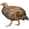 https://www.americanbreeder.com/images/com_adsmanager/categories/3096cat_t.jpg