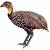 https://www.americanbreeder.com/images/com_adsmanager/categories/3099cat_t.jpg