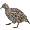 https://www.americanbreeder.com/images/com_adsmanager/categories/3101cat_t.jpg