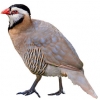 https://www.americanbreeder.com/images/com_adsmanager/categories/3107cat_t.jpg