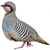 https://www.americanbreeder.com/images/com_adsmanager/categories/3108cat_t.jpg