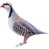 https://www.americanbreeder.com/images/com_adsmanager/categories/3109cat_t.jpg
