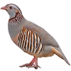 https://www.americanbreeder.com/images/com_adsmanager/categories/3112cat_t.jpg