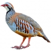 https://www.americanbreeder.com/images/com_adsmanager/categories/3113cat_t.jpg