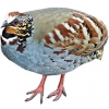 https://www.americanbreeder.com/images/com_adsmanager/categories/3120cat_t.jpg