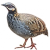 https://www.americanbreeder.com/images/com_adsmanager/categories/3122cat_t.jpg