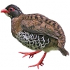 https://www.americanbreeder.com/images/com_adsmanager/categories/3131cat_t.jpg