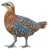 https://www.americanbreeder.com/images/com_adsmanager/categories/3134cat_t.jpg