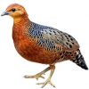 https://www.americanbreeder.com/images/com_adsmanager/categories/3137cat_t.jpg