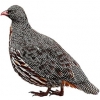 https://www.americanbreeder.com/images/com_adsmanager/categories/3141cat_t.jpg