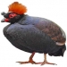 https://www.americanbreeder.com/images/com_adsmanager/categories/3146cat_t.jpg
