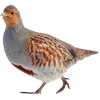 https://www.americanbreeder.com/images/com_adsmanager/categories/3148cat_t.jpg