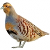 https://www.americanbreeder.com/images/com_adsmanager/categories/3149cat_t.jpg
