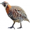 https://www.americanbreeder.com/images/com_adsmanager/categories/3150cat_t.jpg