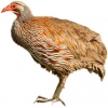 https://www.americanbreeder.com/images/com_adsmanager/categories/3157cat_t.jpg