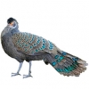 https://www.americanbreeder.com/images/com_adsmanager/categories/3164cat_t.jpg