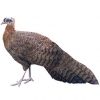 https://www.americanbreeder.com/images/com_adsmanager/categories/3165cat_t.jpg