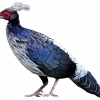 https://www.americanbreeder.com/images/com_adsmanager/categories/3170cat_t.jpg