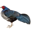 https://www.americanbreeder.com/images/com_adsmanager/categories/3172cat_t.jpg