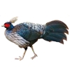 https://www.americanbreeder.com/images/com_adsmanager/categories/3173cat_t.jpg