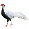 https://www.americanbreeder.com/images/com_adsmanager/categories/3179cat_t.jpg