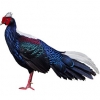https://www.americanbreeder.com/images/com_adsmanager/categories/3183cat_t.jpg